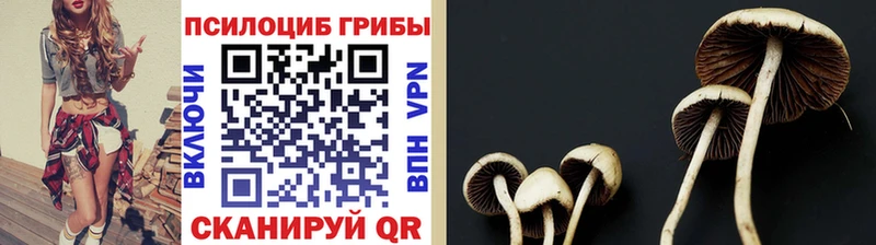 где можно купить   Новая Ладога  Псилоцибиновые грибы Magic Shrooms 